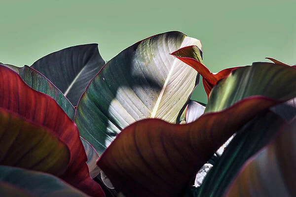 Artistic view of plant leaves