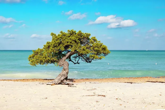 Framed Print : Aruba, Eagle beach famous Fofoti tree Framed Print : Aruba, Eagle beach famous Fofoti tree