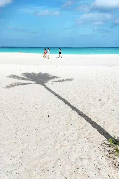 Framed Print : Aruba, Eagle beach Palm tree shadow on sandy beach