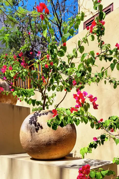 Framed Print : Azalea on a Planter Framed Print : Azalea on a Planter