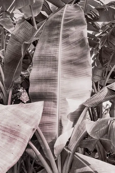 Framed Print : Banana tree leaf