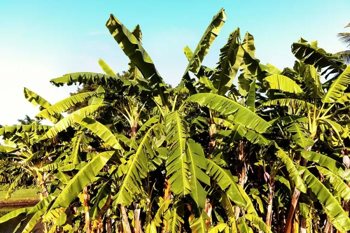 Framed Print : Banana trees