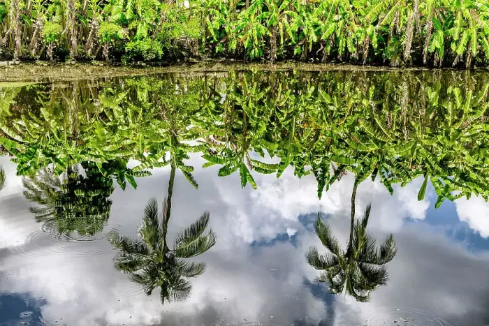 Framed Print : Banana trees reflecting over water Framed Print : Banana trees reflecting over water