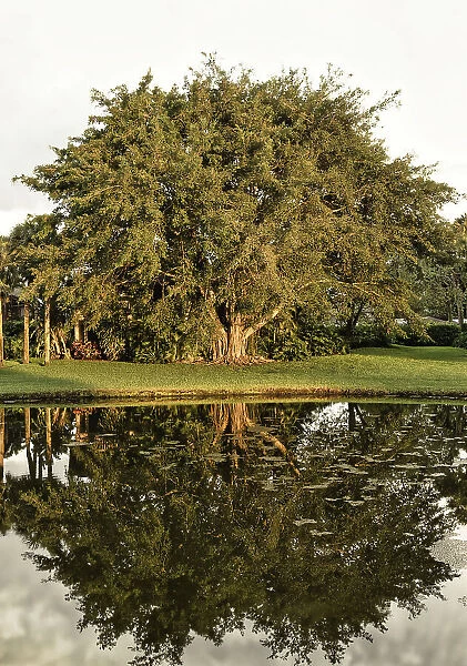 Banyan tree with it's full reflection over the water