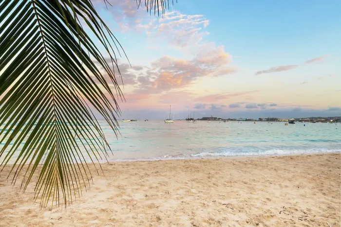 Framed Print : Barbados, Pebbles Beach, hanging palm leaf at the beach Framed Print : Barbados, Pebbles Beach, hanging palm leaf at the beach