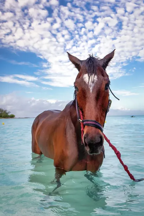 Framed Print : Barbados, Pebbles Beach, wild horse in water Framed Print : Barbados, Pebbles Beach, wild horse in water