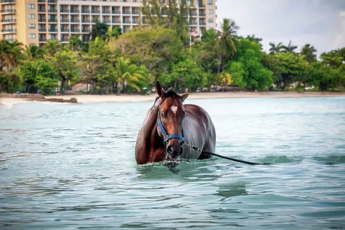 Framed Print : Barbados, Pebbles Beach, wild horse in water Framed Print : Barbados, Pebbles Beach, wild horse in water