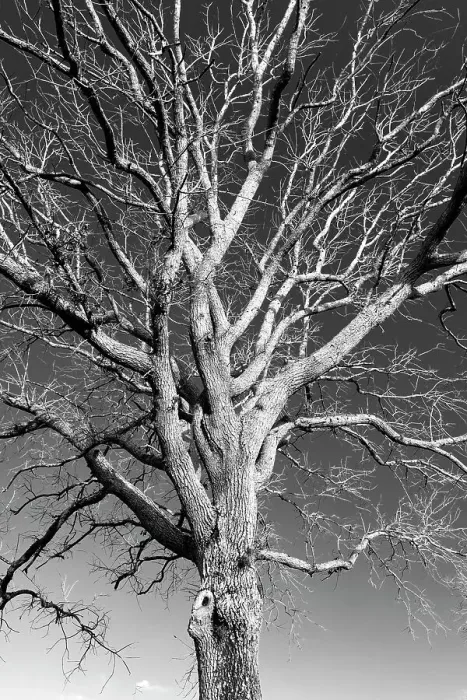 Framed Print : Bare tree Framed Print : Bare tree