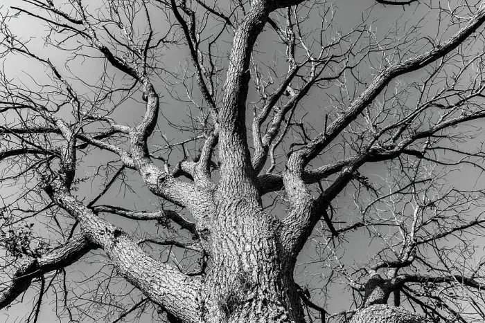 Framed Print : Bare tree Framed Print : Bare tree