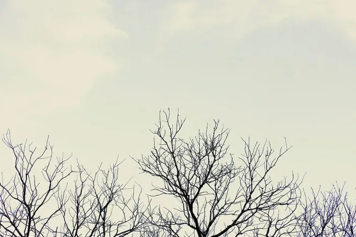 Framed Print : Bare tree branches against overcast sky Framed Print : Bare tree branches against overcast sky