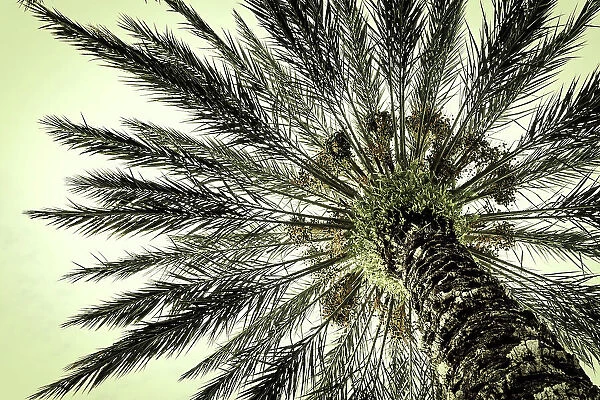 Beautiful palm tree with crown, seen from below