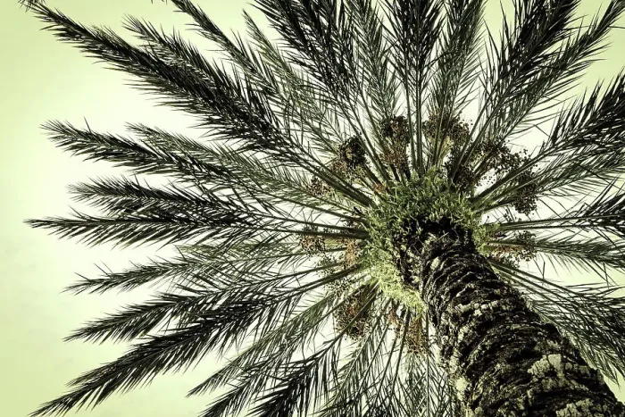 Framed Print : Beautiful palm tree with crown, seen from below Framed Print : Beautiful palm tree with crown, seen from below