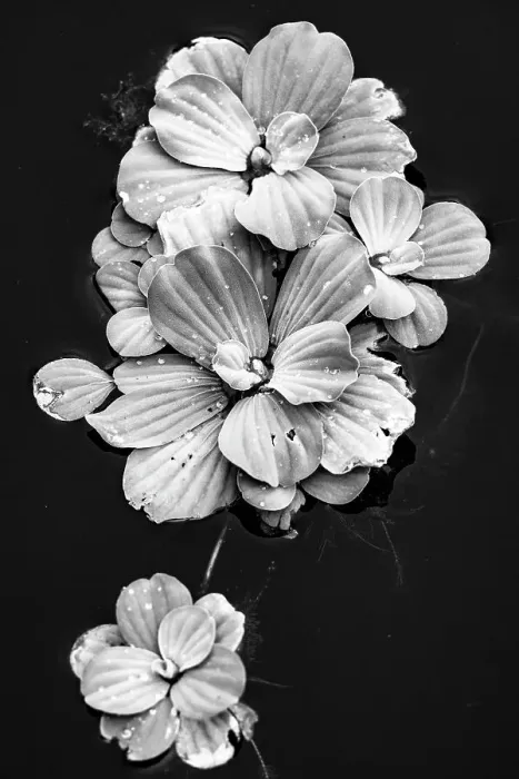 Framed Print : Beautiful shape of aquatic plant floating on water