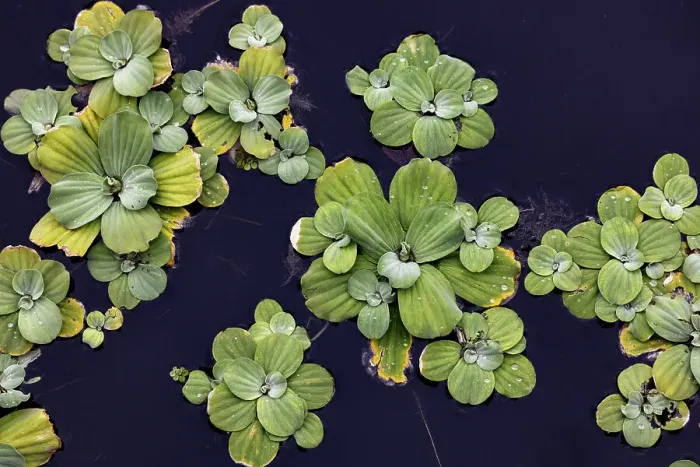 Framed Print : Beautiful shapes of aquatic plants floating on water Framed Print : Beautiful shapes of aquatic plants floating on water