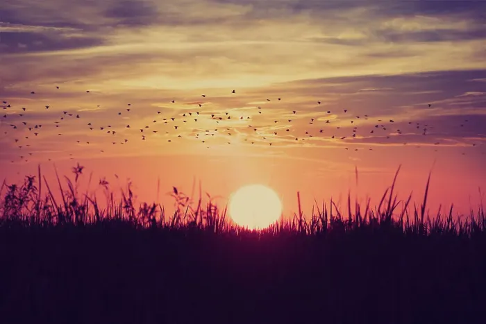 Framed Print : Beautiful sunset with flock of birds flying over sun Framed Print : Beautiful sunset with flock of birds flying over sun