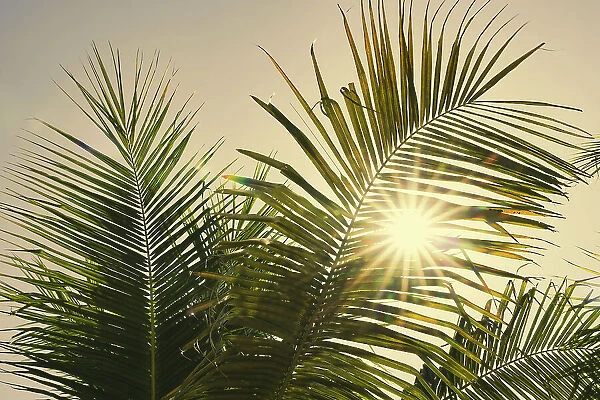 Bending palm with sunburst