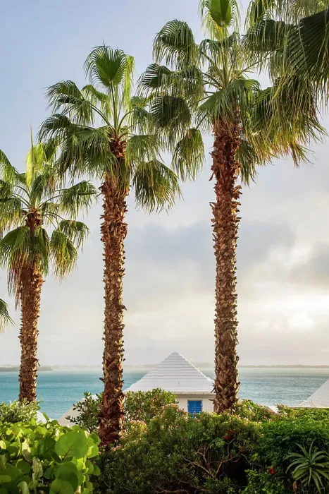 Framed Print : Bermuda, architectural detail, white rooftops and palm trees Framed Print : Bermuda, architectural detail, white rooftops and palm trees