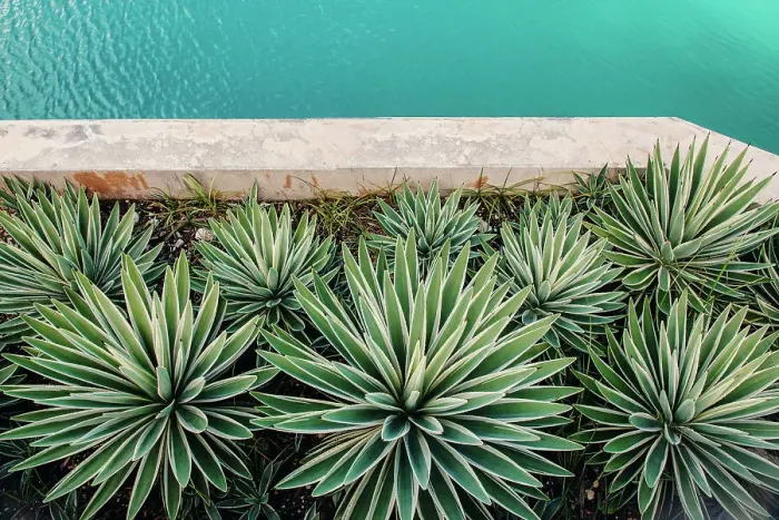 Framed Print : Bermuda, Detail of decorative agave plants Framed Print : Bermuda, Detail of decorative agave plants