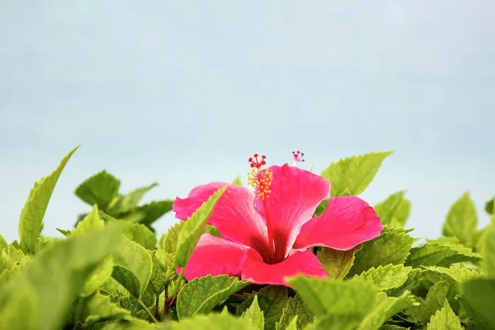 Framed Print : Bermuda, Delicate Hibiscus flower Framed Print : Bermuda, Delicate Hibiscus flower