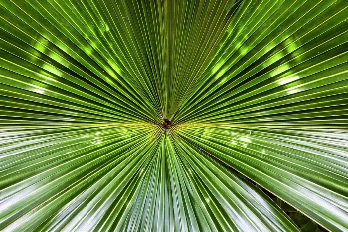 Framed Print : Bermuda, Green Fan Palm Leaf Framed Print : Bermuda, Green Fan Palm Leaf