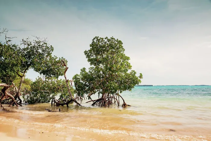 Framed Print : Bermuda, Mangroves on beach at Walsingham Nature Reserve, Blue Hole Park aka Tom Moore's Jungle Framed Print : Bermuda, Mangroves on beach at Walsingham Nature Reserve, Blue Hole Park aka Tom Moore's Jungle