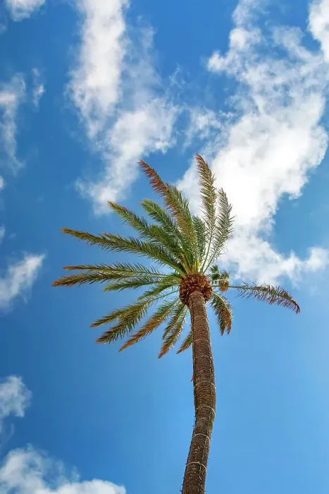 Framed Print : Bermuda, palm tree Framed Print : Bermuda, palm tree