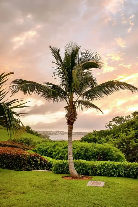 Framed Print : Bermuda, Rosewood Bermuda Hotel, Palm tree at Palm Court