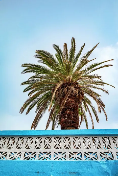 Framed Print : Bermuda, Saint George, Palm tree behind colorful wall Framed Print : Bermuda, Saint George, Palm tree behind colorful wall
