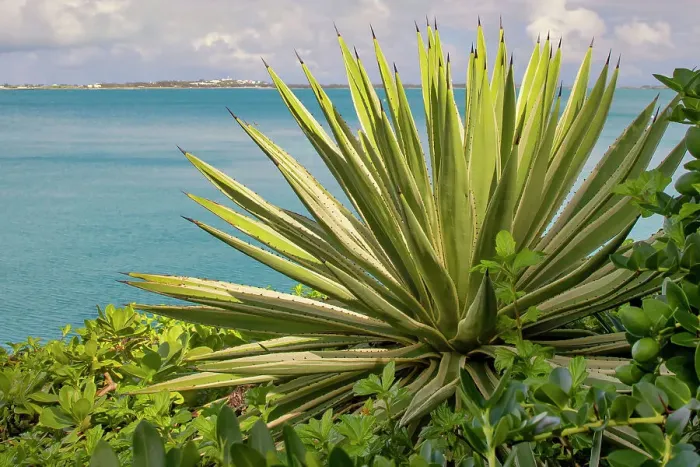 Framed Print : Bermuda, South Shore, cerulean blue Atlantic water, with agave plant Framed Print : Bermuda, South Shore, cerulean blue Atlantic water, with agave plant