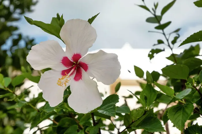 Framed Print : Bermuda, White Hibiscus flower Framed Print : Bermuda, White Hibiscus flower