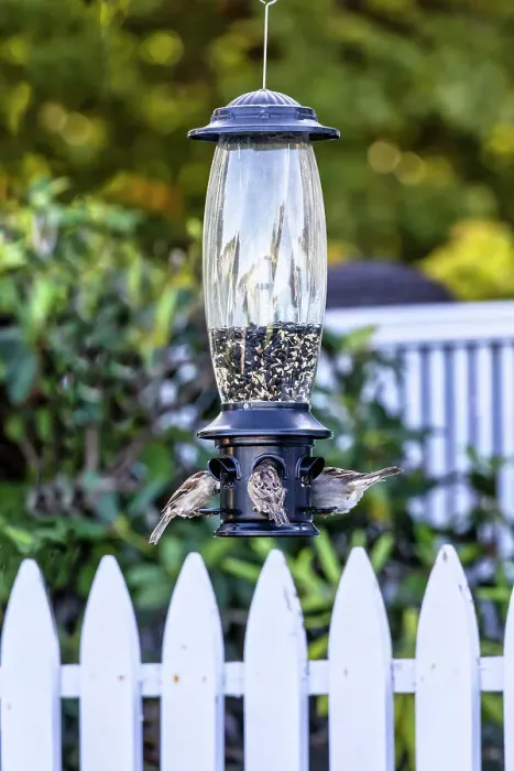 Framed Print : Bird feeder with birds Framed Print : Bird feeder with birds
