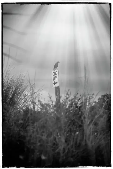 Framed Print : bird perched on a One Way traffic sign Framed Print : bird perched on a One Way traffic sign