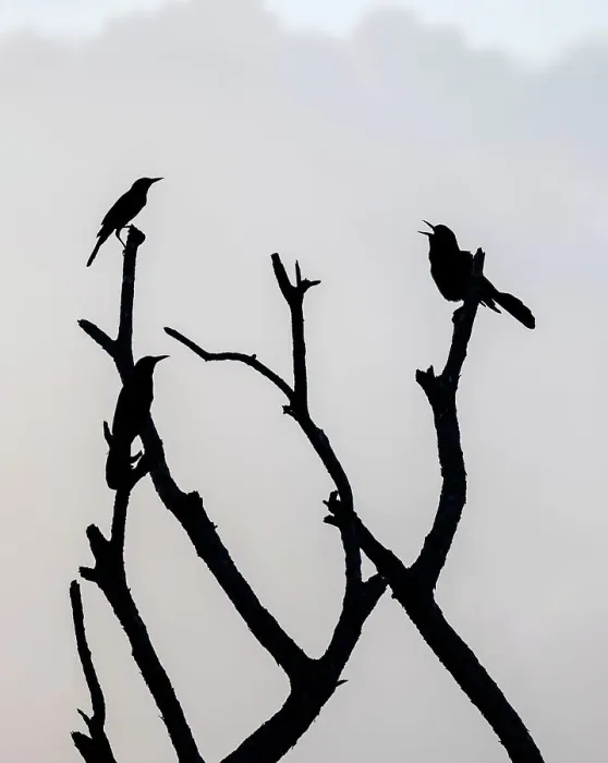 Framed Print : Bird singing on tree branch