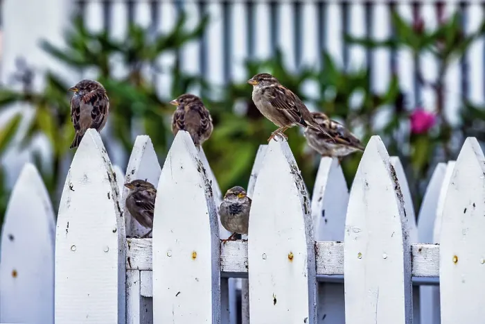 Framed Print : Birds on fence Framed Print : Birds on fence