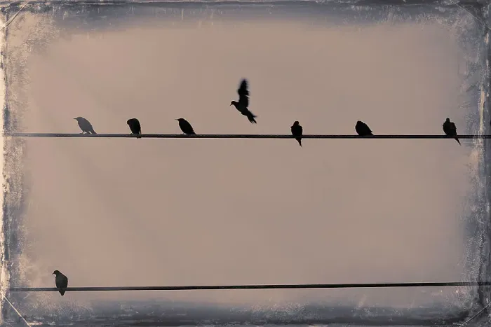 Framed Print : Birds on a telephone lines Framed Print : Birds on a telephone lines
