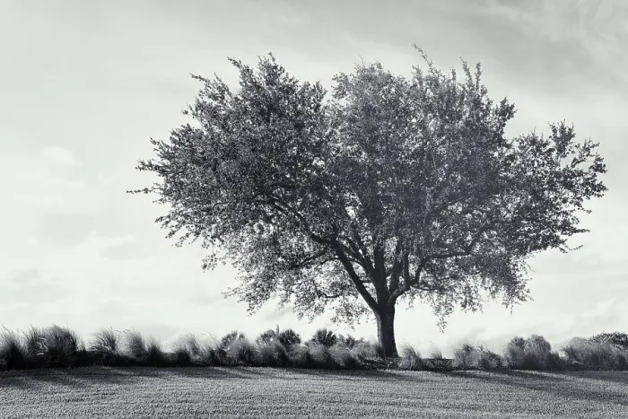 Framed Print : Black and white of single tree near feather reed grass Framed Print : Black and white of single tree near feather reed grass