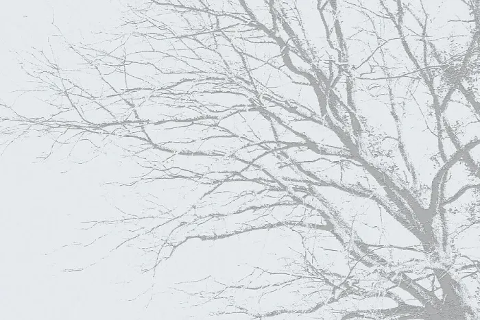 Framed Print : Branch Art