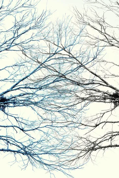Framed Print : Branch Art