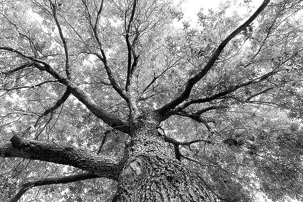 Branches on a giant tree, seen from directly below