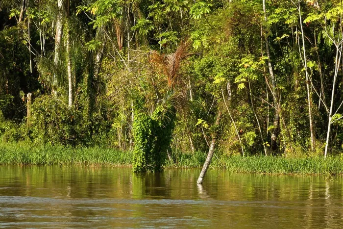 Framed Print : Brazil, Amazon river scene Framed Print : Brazil, Amazon river scene