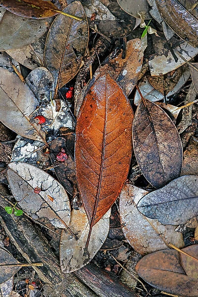 Brown leaf on floor