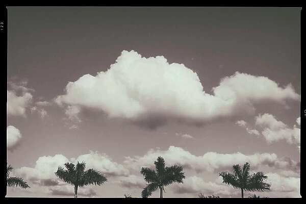 B&W of palm trees and clouds