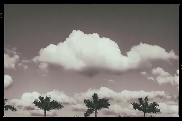 Framed Print : B&W of palm trees and clouds