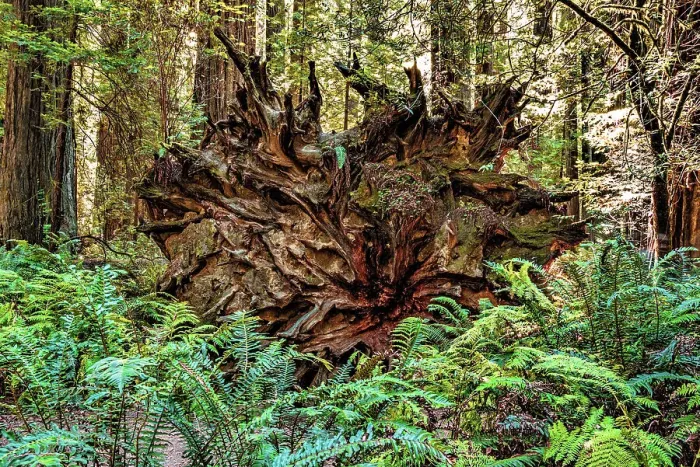 Framed Print : California, Humboldt Redwoods State Park, uprooted Giant Redwood Framed Print : California, Humboldt Redwoods State Park, uprooted Giant Redwood