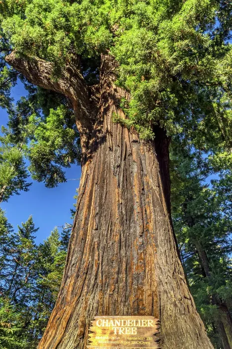 Framed Print : California, Leggett, Drive-Thru Tree Park, The Chandelier Tree Framed Print : California, Leggett, Drive-Thru Tree Park, The Chandelier Tree