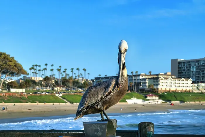 Framed Print : California, Los Angeles County, Fisherman's Wharf, Redondo Beach, Pier Framed Print : California, Los Angeles County, Fisherman's Wharf, Redondo Beach, Pier