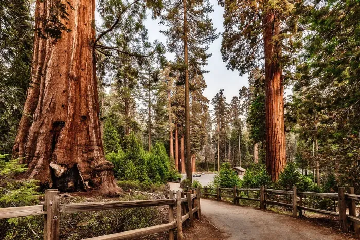 Framed Print : California, Sequoia National Park, Sequoia trees Framed Print : California, Sequoia National Park, Sequoia trees