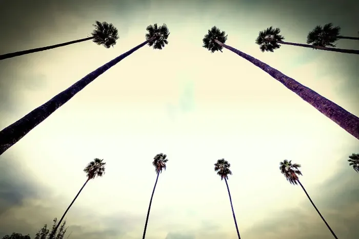 Framed Print : California, West Hollywood, Row of Palm Trees along Sunset Blvd Framed Print : California, West Hollywood, Row of Palm Trees along Sunset Blvd