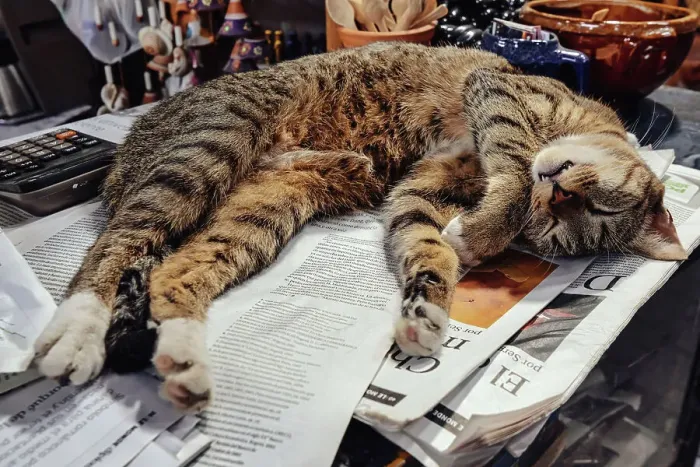 Framed Print : Cat sleeping on newspapers Framed Print : Cat sleeping on newspapers