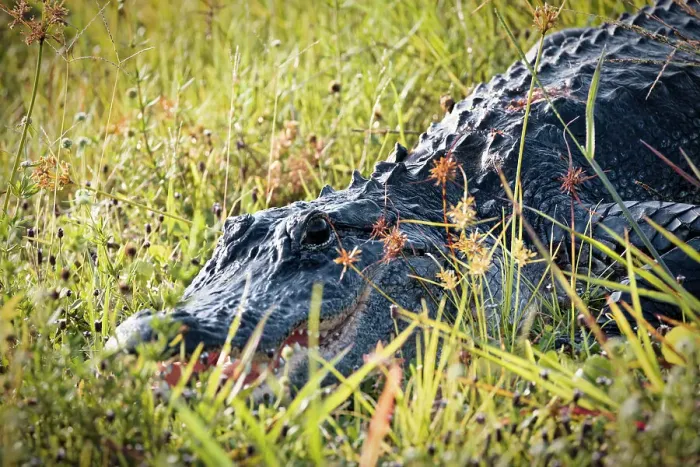 Framed Print : Close up of alligator Framed Print : Close up of alligator